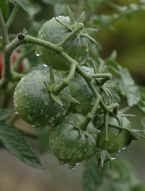 다이소 방울토마토 키우기 가이드 | 토마토 대파 씨앗 심는 방법