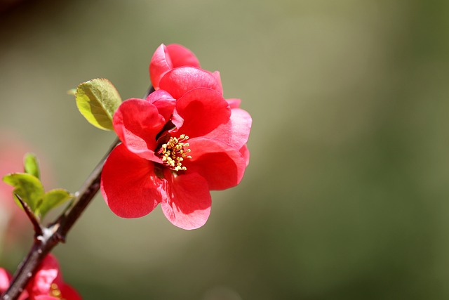 봄에 핀 명자나무 꽃의 효능과 키우는 방법