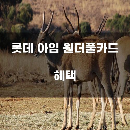 롯데 아임 원더풀카드 혜택