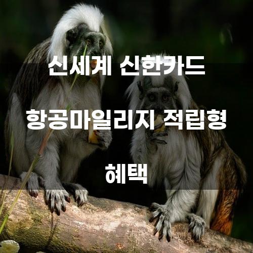 신세계 신한카드 항공마일리지 적립형 혜택