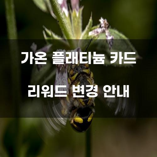 가온 플래티늄 카드 리워드 변경 안내