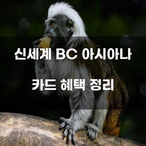 신세계 BC 아시아나 카드 혜택 정리