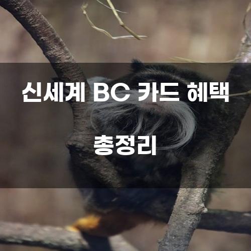 신세계 BC 카드 혜택 총정리