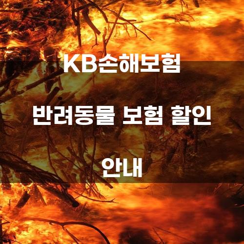 KB손해보험 반려동물 보험 할인 안내