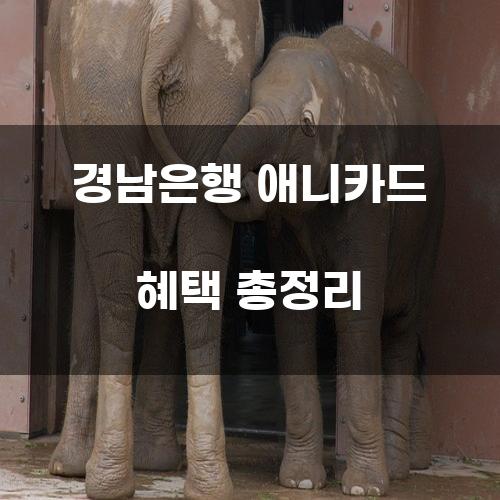 경남은행 애니카드 혜택 총정리