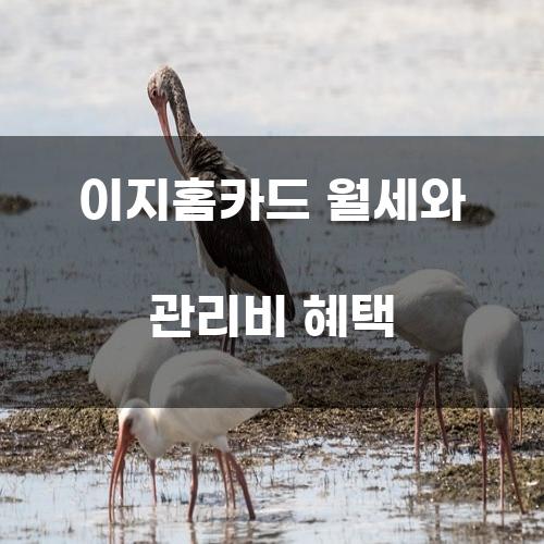 이지홈카드 월세와 관리비 혜택