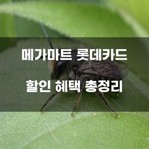 메가마트 롯데카드 할인 혜택 총정리