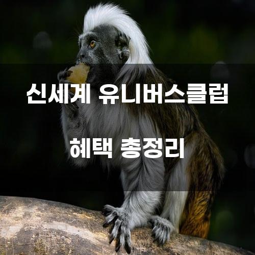 신세계 유니버스클럽 혜택 총정리