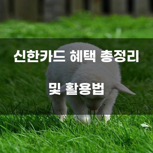 신한카드 혜택 총정리 및 활용법