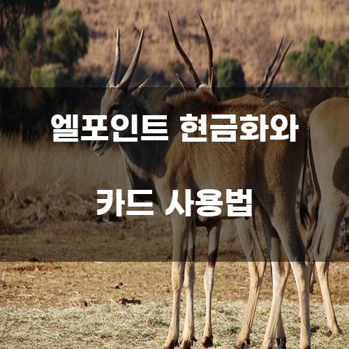 엘포인트 현금화와 카드 사용법