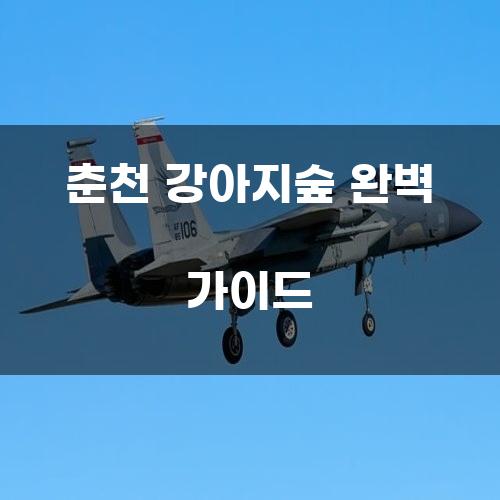 춘천 강아지숲 완벽 가이드