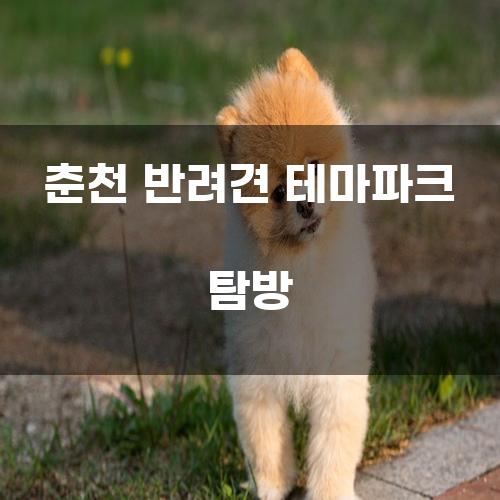 춘천 반려견 테마파크 탐방