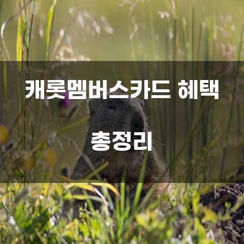 캐롯멤버스카드 혜택 총정리