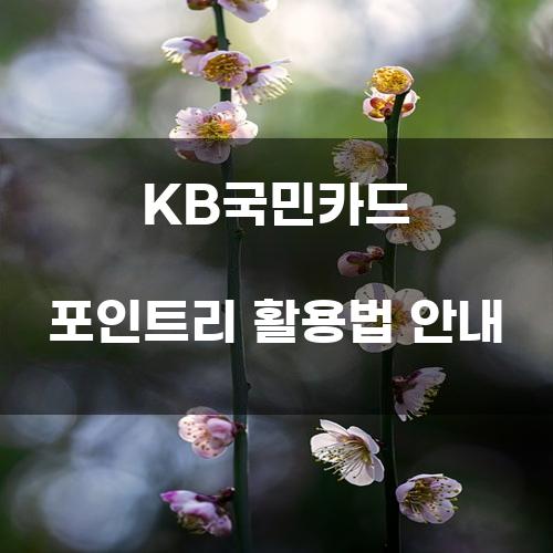 KB국민카드 포인트리 활용법 안내