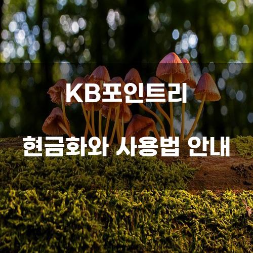 KB포인트리 현금화와 사용법 안내