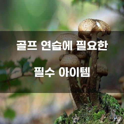 골프 연습에 필요한 필수 아이템