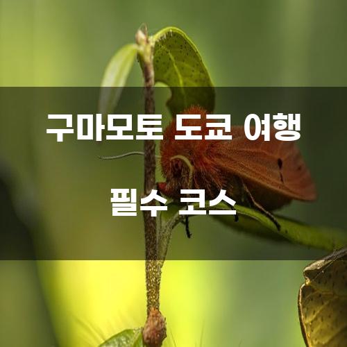 구마모토 도쿄 여행 필수 코스