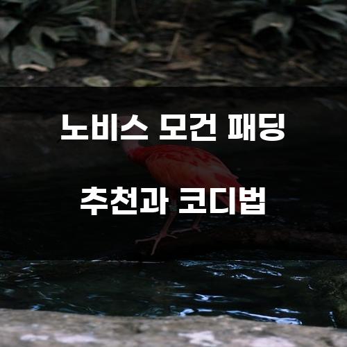 노비스 모건 패딩 추천과 코디법