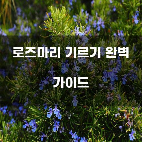 로즈마리 기르기 완벽 가이드