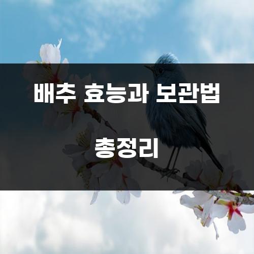 배추 효능과 보관법 총정리