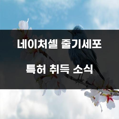 네이처셀 줄기세포 특허 취득 소식