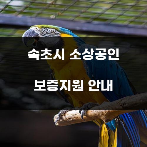 속초시 소상공인 보증지원 안내